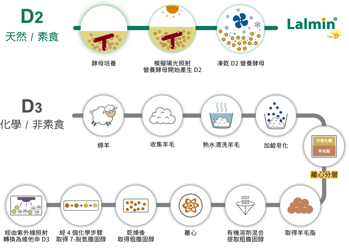 酵母維生素 D 簡單、天然製程 vs. 一般維生素 D 複雜、化學純化、合成製程