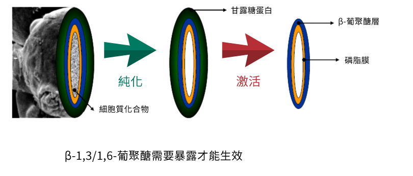 非變性酵母 Beta 葡聚醣 (聚葡萄糖)特殊製程