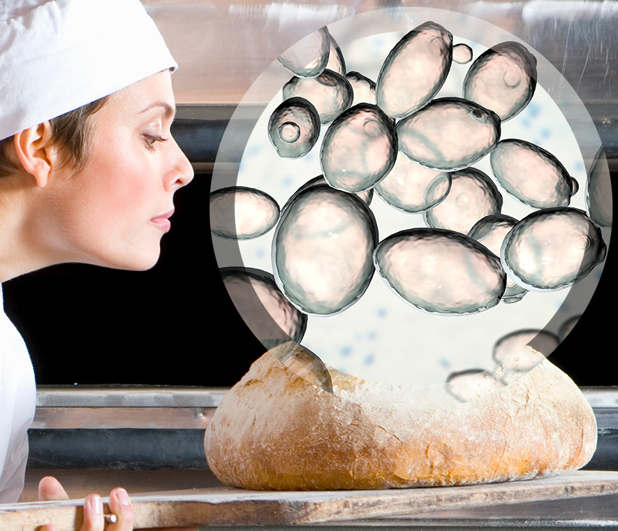 LALMIN® 酵母維生素利用先進技術發酵培養