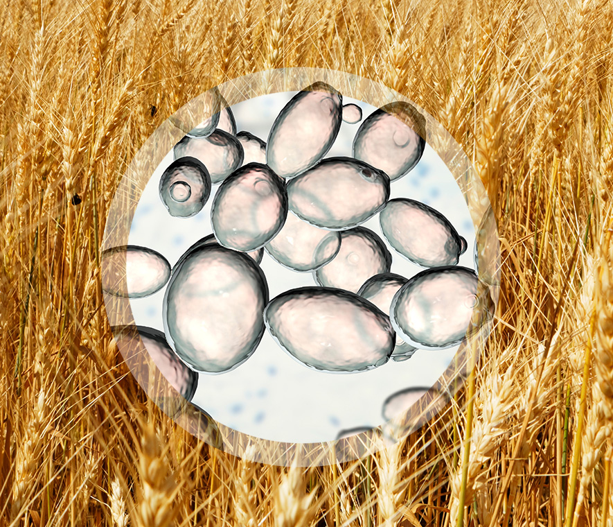 Lalmin® 酵母微量元素是以營養酵母為基礎在培養基中發酵培養